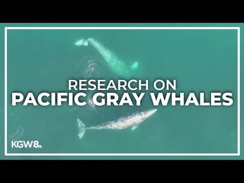 New research reveals how Pacific gray whales forage for food
