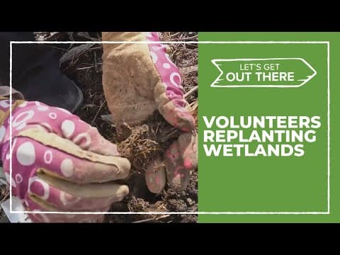 Volunteers get dirty bringing helpful plants to Smith and Bybee Wetlands Natural Area
