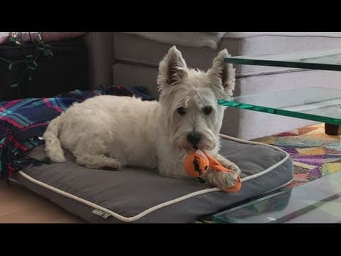 DC pet owner pleads for help after dog stolen at gunpoint near Fort Totten Metro Station