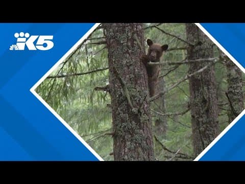 WATCH: Rescue workers release orphaned bear cubs back into Washington woods
