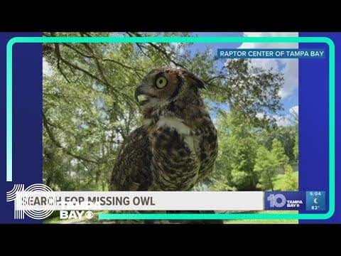 Tampa Bay wildlife rescuers searching for owl missing since Hurricane Debby
