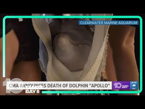 Apollo the dolphin dies at age of 4, CMA announces