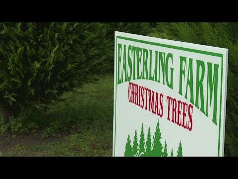Christmas tree farms prep for holidays