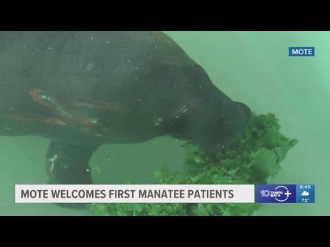New designation for Mote Marine Lab signals major step for manatee rehab care