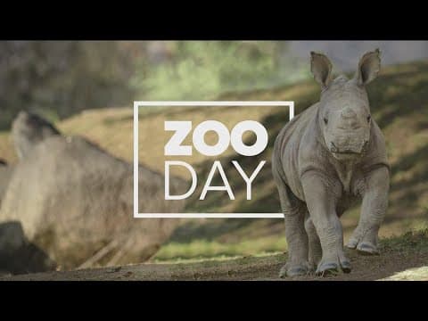 Zoo Day | Caracals at the San Diego Zoo