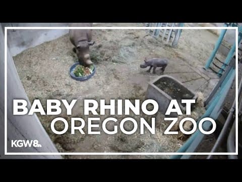 Oregon Zoo welcomes baby rhino