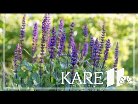 Grow with KARE: Monrovia shares hot gardening trends