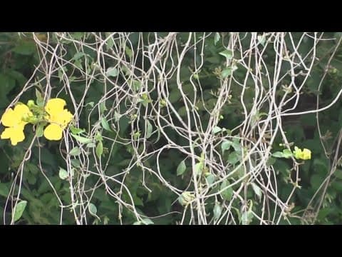 How to handle cat's claw vines