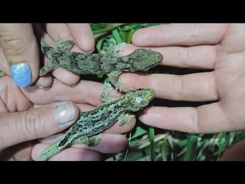 Scientists discover oldest living geckos