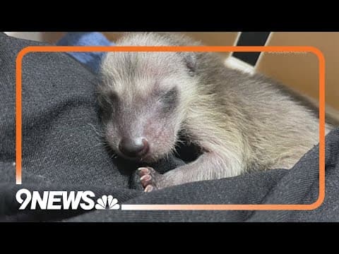 Here's what you should do if you see a baby animal by itself