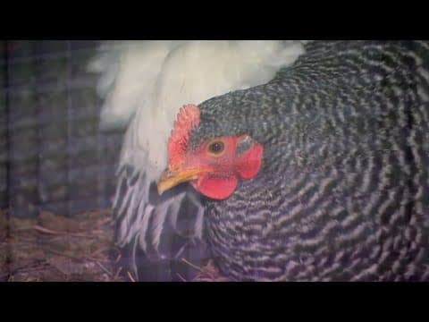 Bird flu identified in Montgomery County backyard chicken flock