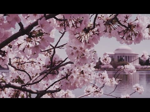 When cherry blossom peak bloom is expected this year
