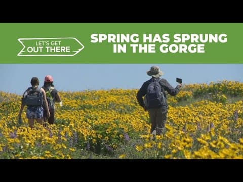 Catch peak wildflower bloom at Memaloose Hills in Mosier