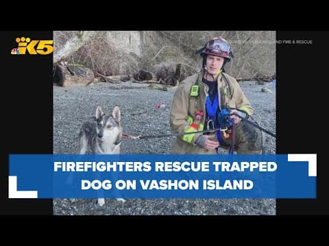 Vashon Island firefighters rescue dog trapped 100 feet down embankment