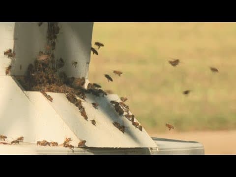 North Texas couple recovering after attack by a swarm of bees