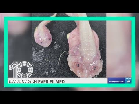 'World's deepest fish' caught on camera for first time by scientists — over 27,000 feet below the su