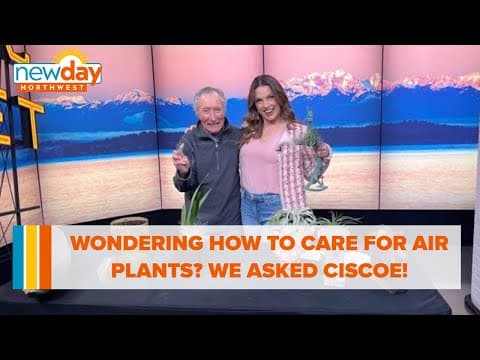 Wondering how to care for your air plants? We asked Ciscoe! - New Day NW