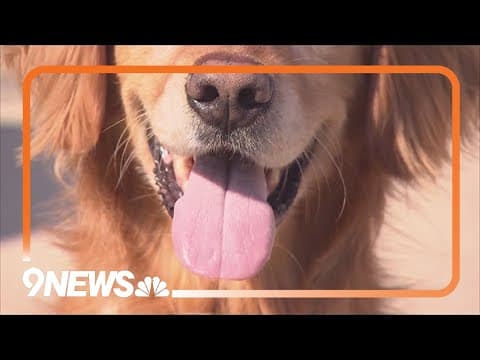 New drug aims to extend life expectancy of dogs