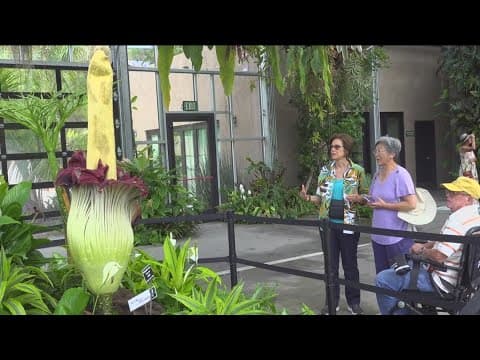 Second corpse flower goes dormant, along with its stench