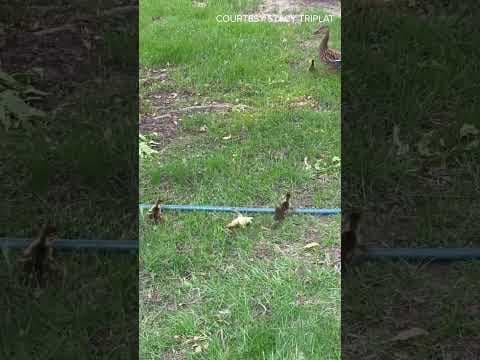 Duck & cover! Stacy Triplat was there when these babies ducked out of their nest and into her yard.