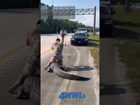Man wrangles alligator barefoot off side of interstate in Jacksonville