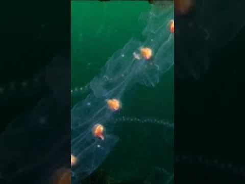 Divers see thousands of jellyfish-like creatures, called Salps, in San Diego County waters