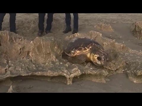 Florida firefighters help rescue sea turtles stuck on rocks on beach