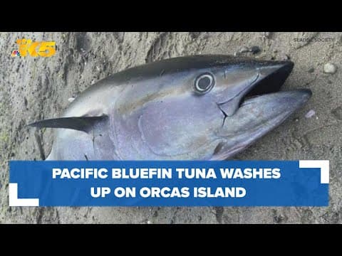 Pacific bluefin tuna washes up on Orcas Island, hundreds of miles outside its usual range