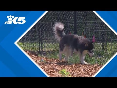 Sensory garden helps Everett shelter dogs relieve stress