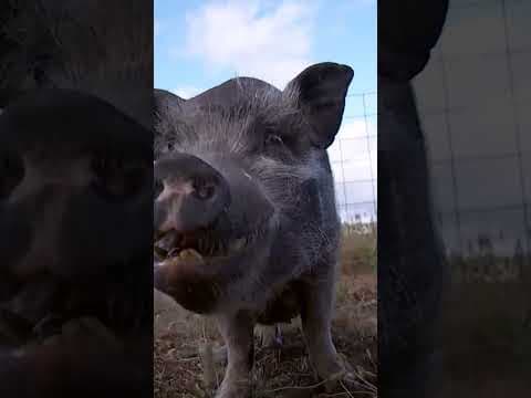 67 animals rescued as part of Thurston County cruelty investigation