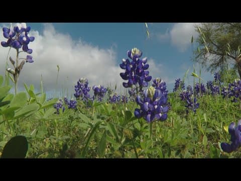 VERIFY: Yes, viral video of snakes among bluebonnets is real, but not new
