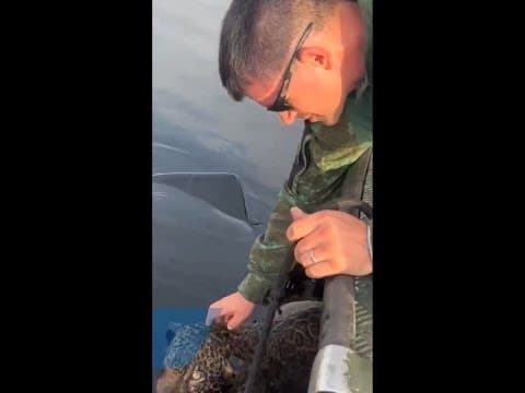 Jaguar with gunshot wounds rescued from Brazil river