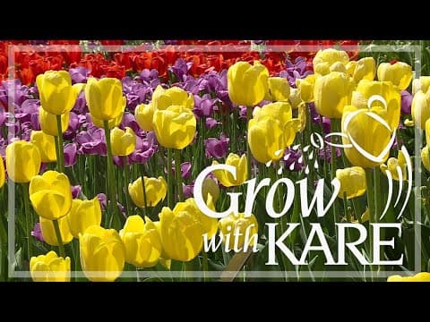 Grow with KARE: The many types of tulips