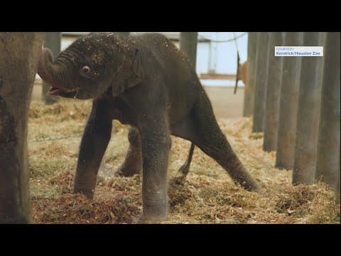Houston Zoo announces birth of baby elephant