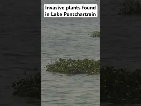 The invasive species from South America is more typically seen in freshwater bayous and canals.