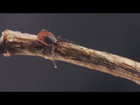 Tick-borne disease kills 17 people in Baja California this year