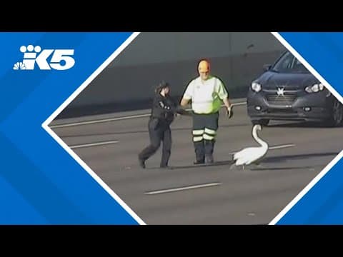 Runaway swan breaks free on Florida highway