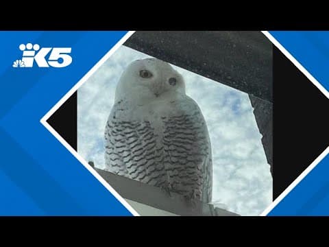 Snowy owl spotted in Bellevue