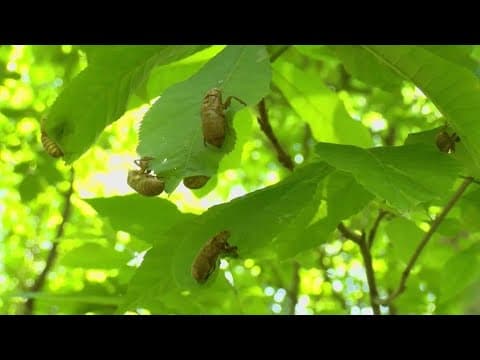 2 broods Cicadas emerge this year at the same time