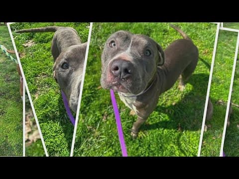 11 Dogs rescued from home of hours-long barricade situation in DC up for adoption