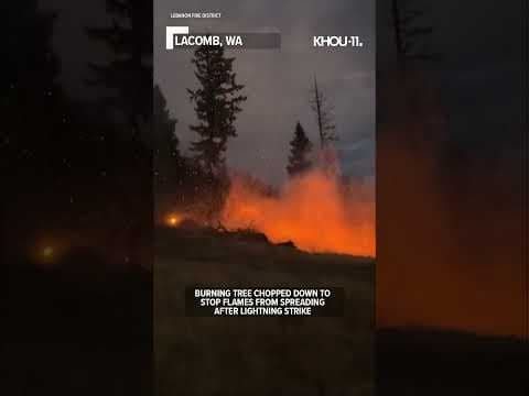 Burning tree falls #shorts