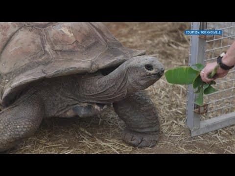 Big Al the turtle returns to summer habitat at Zoo Knoxville