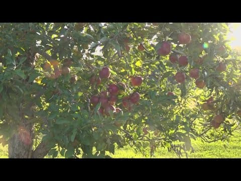 Family-run apple orchard in northern Ohio tackles theft, drought