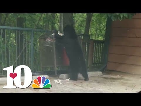 4th bear sibling from group of orphaned cubs found after mother bear euthanized around a month ago