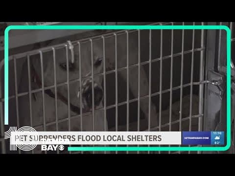 Rise in pet surrenders push Tampa Bay area animal shelters over capacity