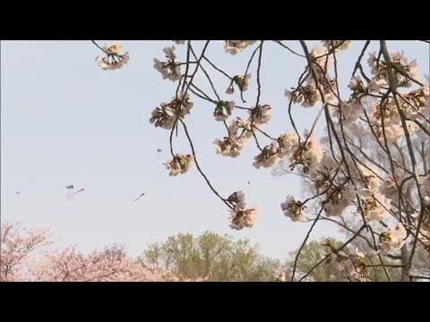Columbus hosts first-ever Cherry Blossom Festival at Franklin Park