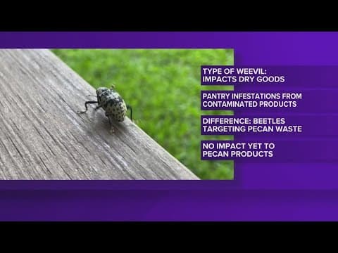 These beetles are taking over pantries in Texas