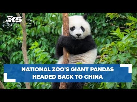 Giant pandas returning to China