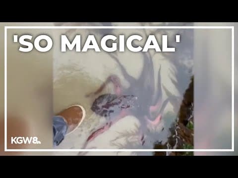 Woman encounters giant pacific octopus on Oregon coast