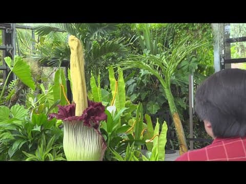What's that smell? Rare 'corpse flower' blooms at San Diego Botanic Garden